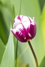 Leo Berbee Tulip Blueberry Ripple - Triumph -  each bulb price
