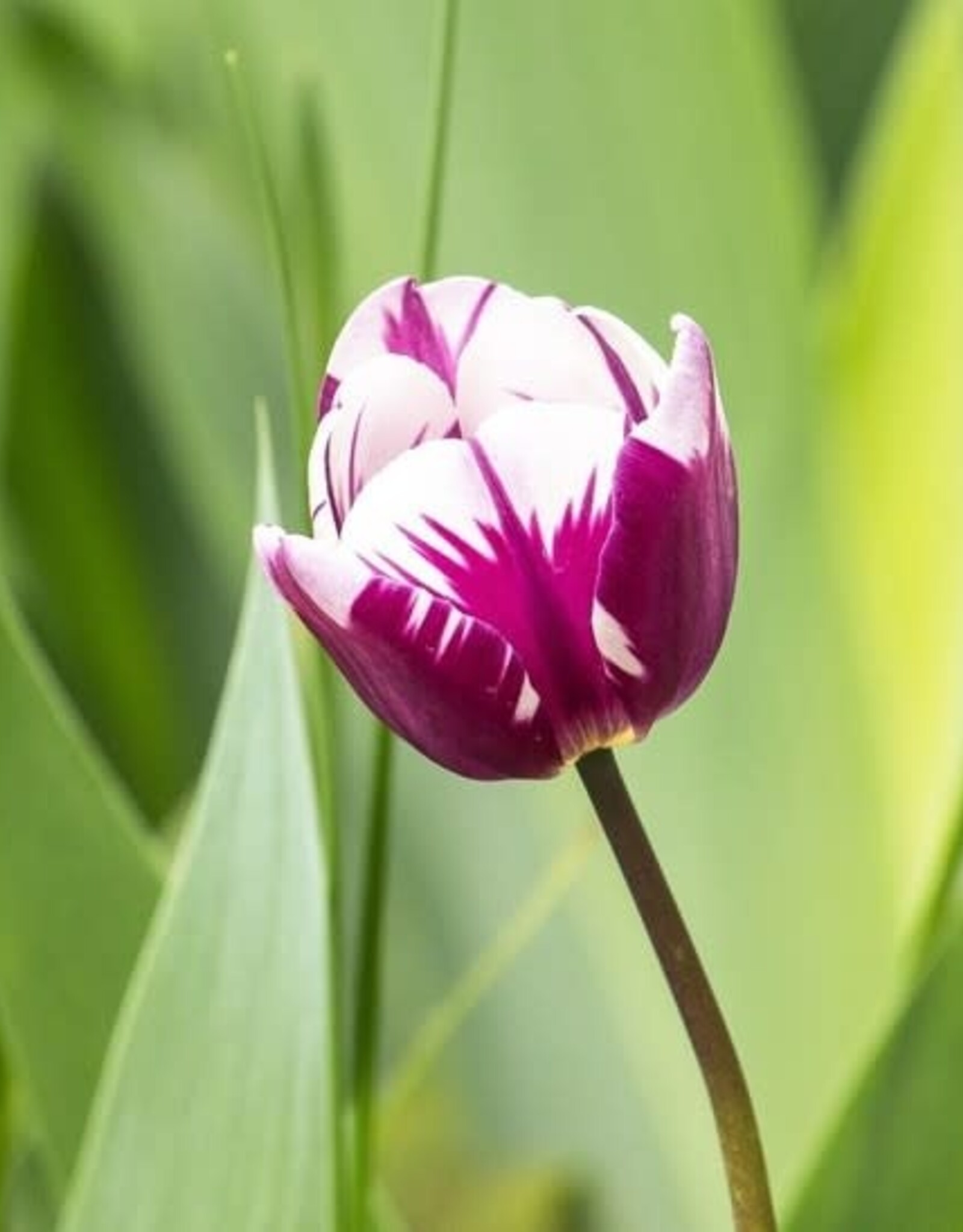 Leo Berbee Tulip Blueberry Ripple - Triumph -  each bulb price