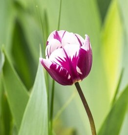 Leo Berbee Tulip Blueberry Ripple - Triumph -  each bulb price