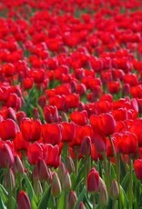 Leo Berbee Tulip Red Impression - Darwin-Hybrid -  each bulb price