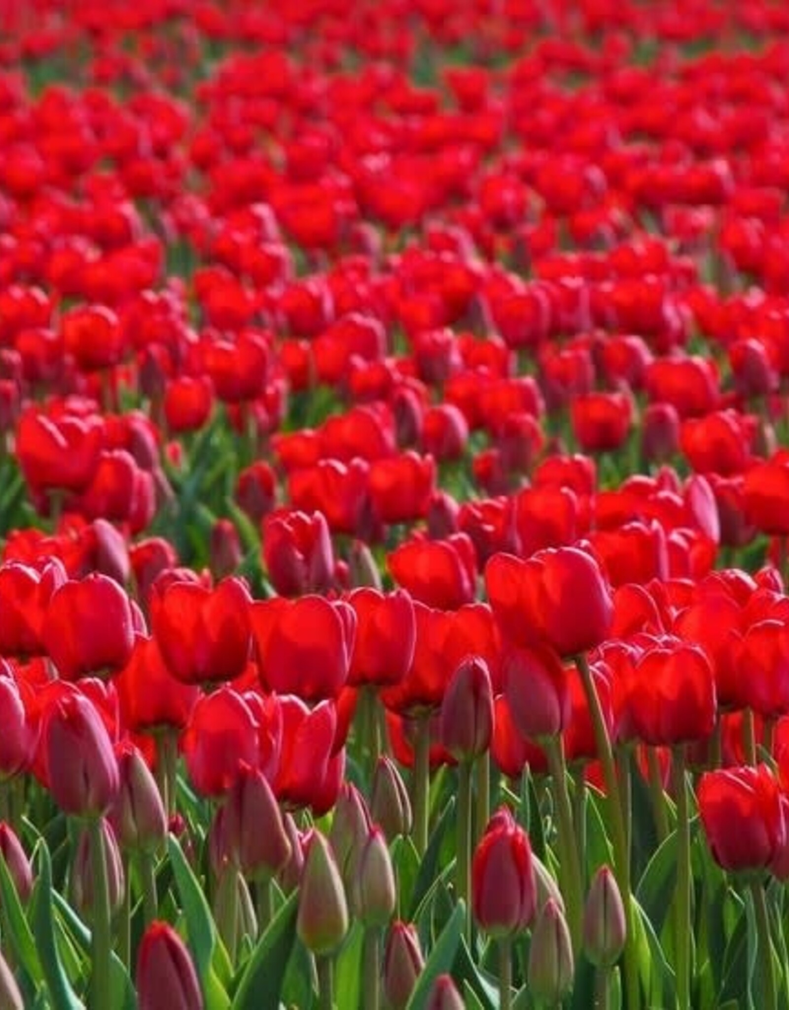 Leo Berbee Tulip Red Impression - Darwin-Hybrid -  each bulb price