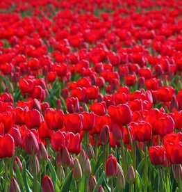 Leo Berbee Tulip Red Impression - Darwin-Hybrid -  each bulb price