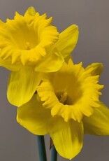 Leo Berbee Daffodil King Alfred - Trumpet 14/16 size / each bulb price