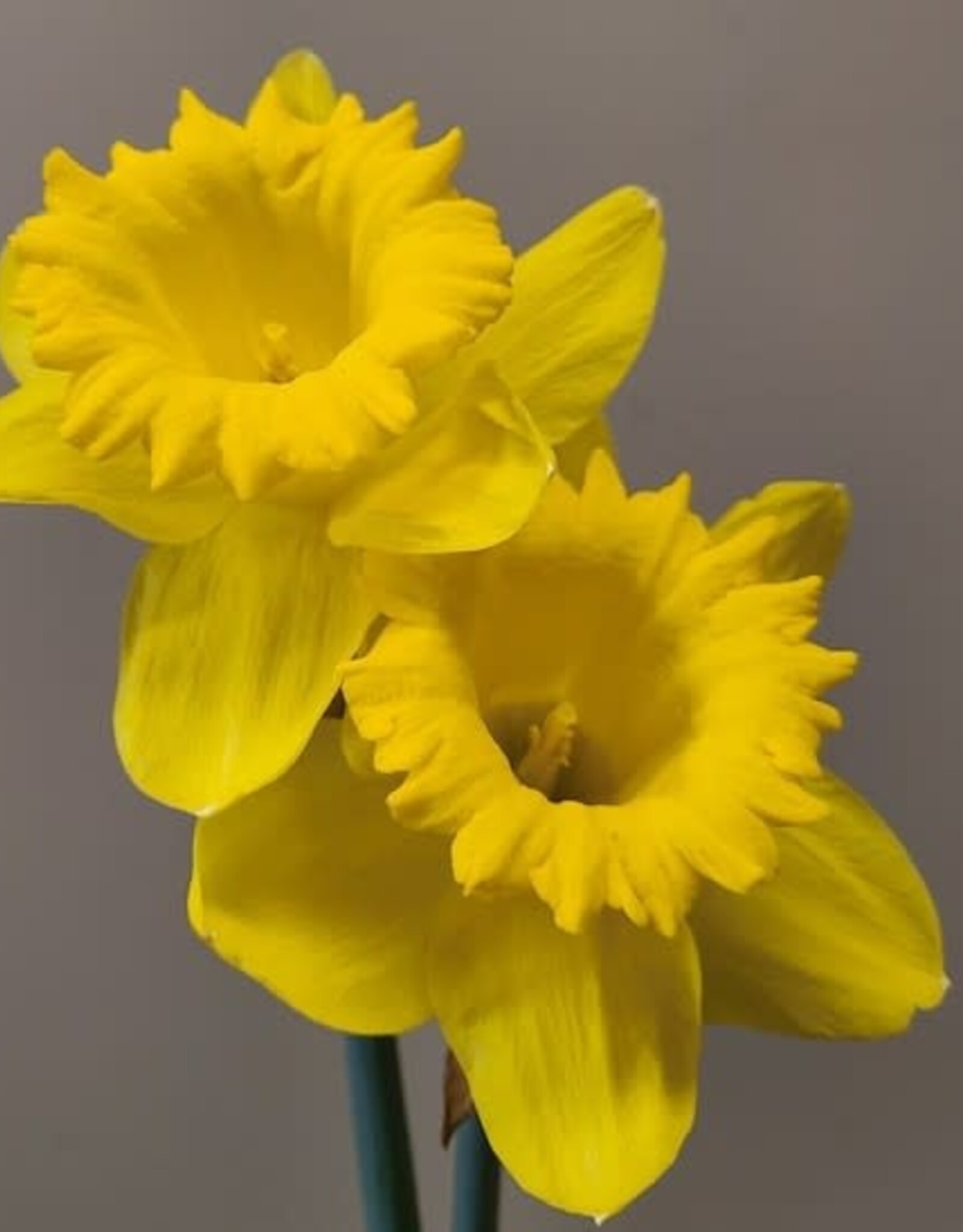 Leo Berbee Daffodil King Alfred - Trumpet 14/16 size / each bulb price