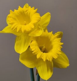 Leo Berbee Daffodil King Alfred - Trumpet 14/16 size / each bulb price