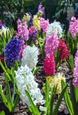 Leo Berbee Hyacinth Mixed 16/17 size -  each bulb price