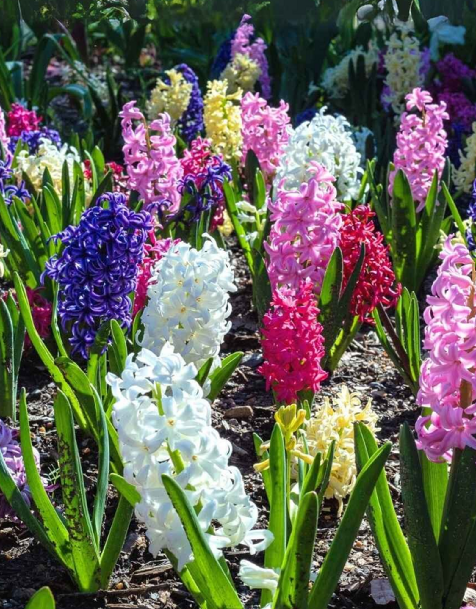 Leo Berbee Hyacinth Mixed 16/17 size -  each bulb price