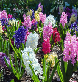 Leo Berbee Hyacinth Mixed 16/17 size -  each bulb price