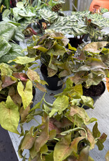 Mainland TROPICALS Assorted  5 inch