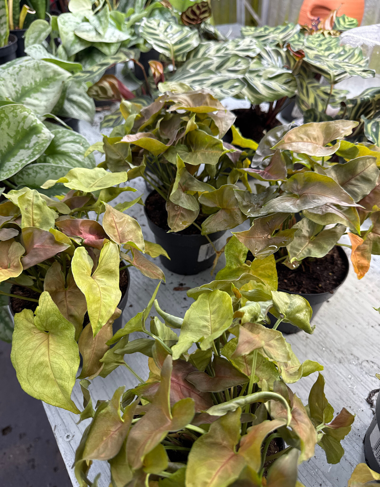Mainland TROPICALS Assorted  5 inch