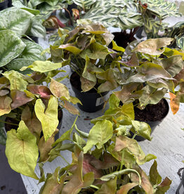Mainland TROPICALS Assorted  5 inch