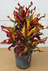 Mainland Codiaeum var. 'Mammy' 10in  -Croton