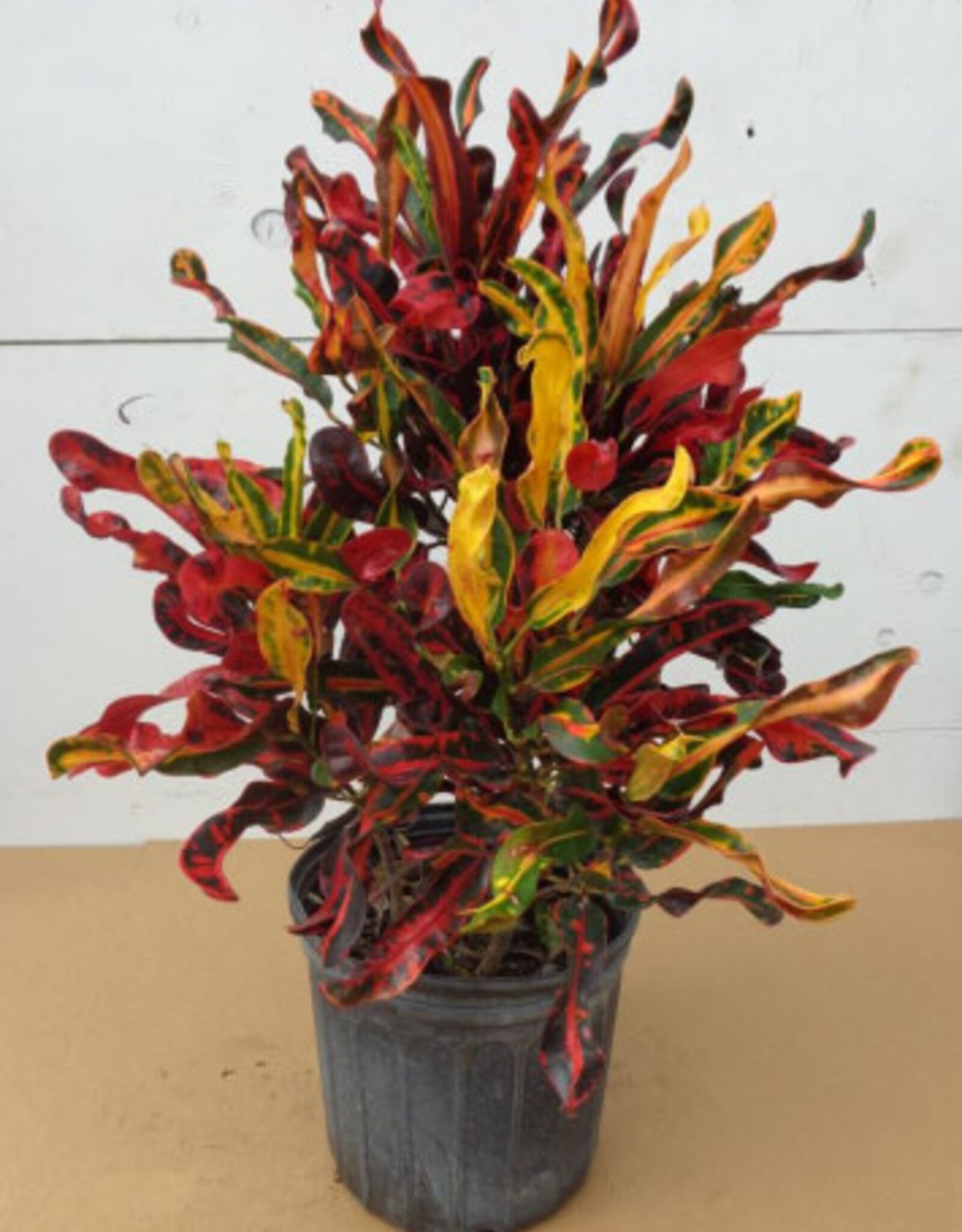 Mainland Codiaeum var. 'Mammy' 10in  -Croton