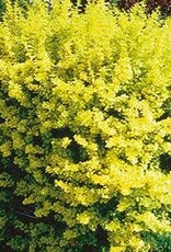 Sester Farms Berberis t. 'Aurea Nana'  #2 Dwarf Golden Barberry