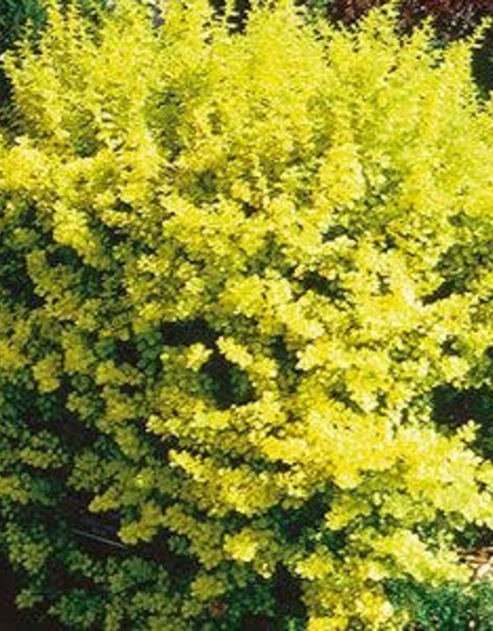 Sester Farms Berberis t. 'Aurea Nana'  #2 Dwarf Golden Barberry