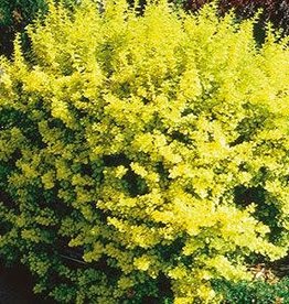 Sester Farms Berberis t. 'Aurea Nana'  #2 Dwarf Golden Barberry