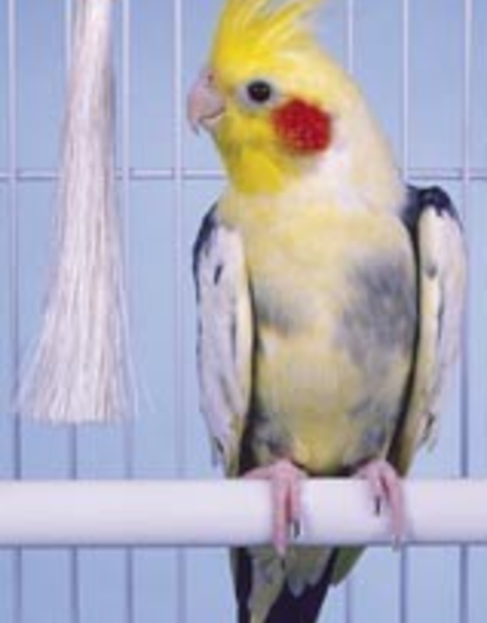 Penn-Plax COCKATIEL PACIFER