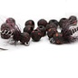 Firehole Slotted Speckled Tungsten Beads