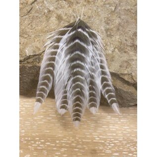 Galloup's Fish Feathers