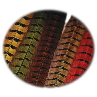 Ringneck Pheasant Tail Feathers