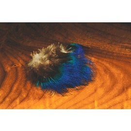 BLUE PEACOCK FEATHER