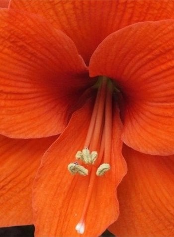 Amaryllis - Naranja