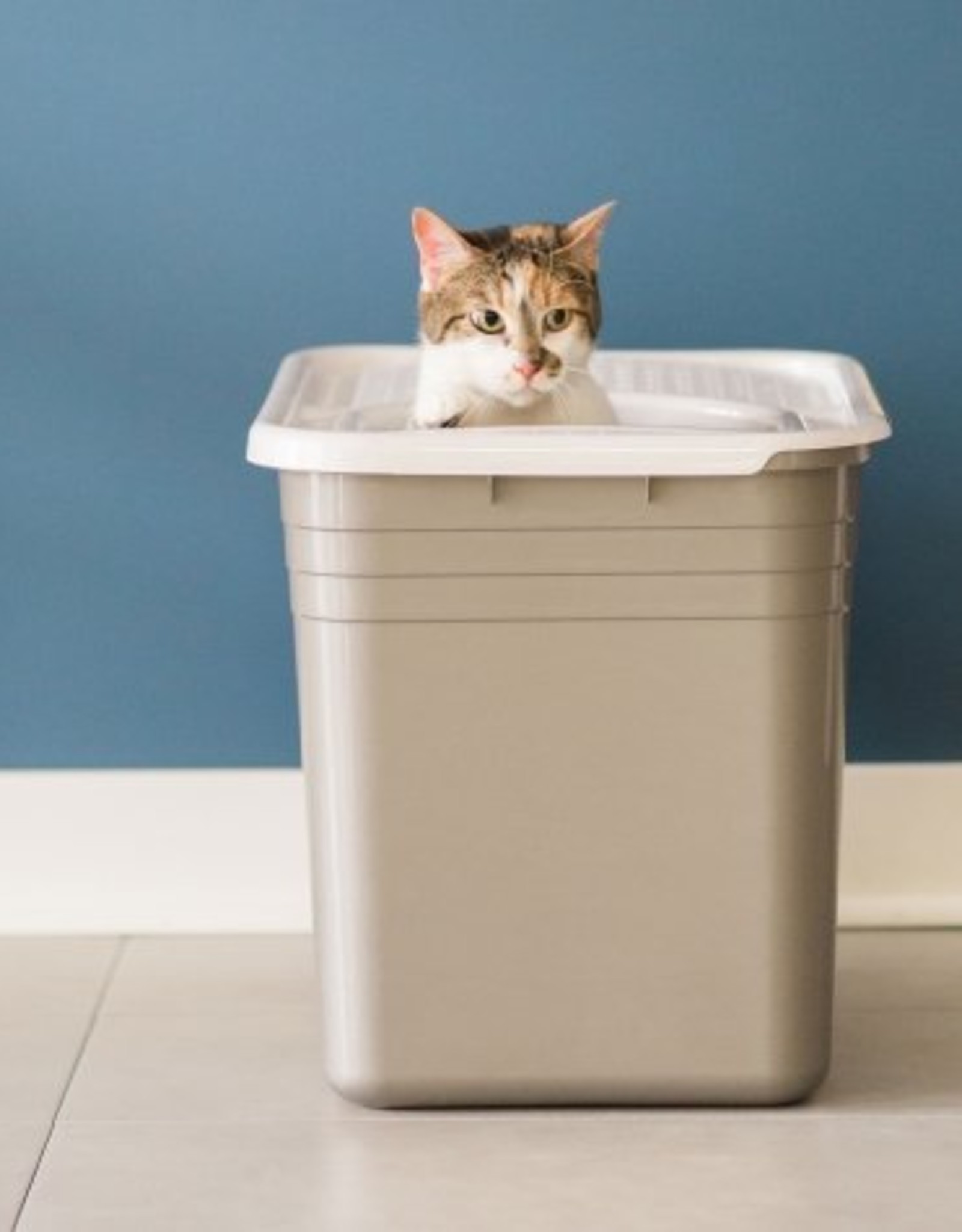 Top Entry Litter Pan Molly's Healthy Pet Food Market