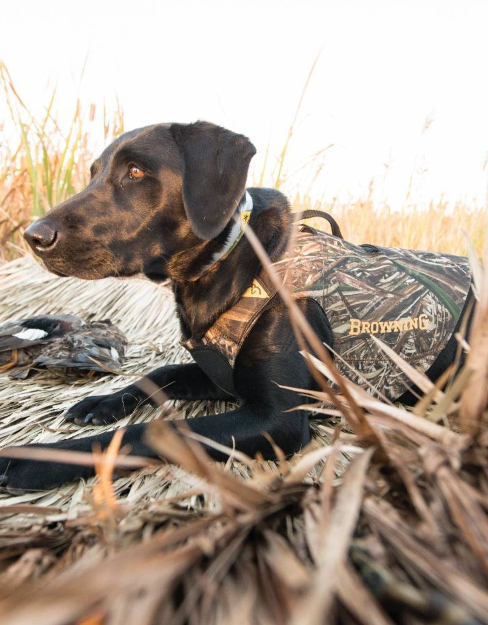 camo dog vest