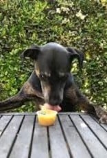 unsweetened applesauce for dogs