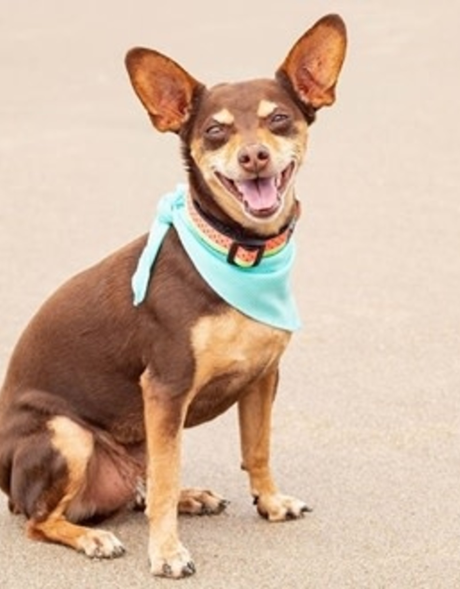 dog leash that extends