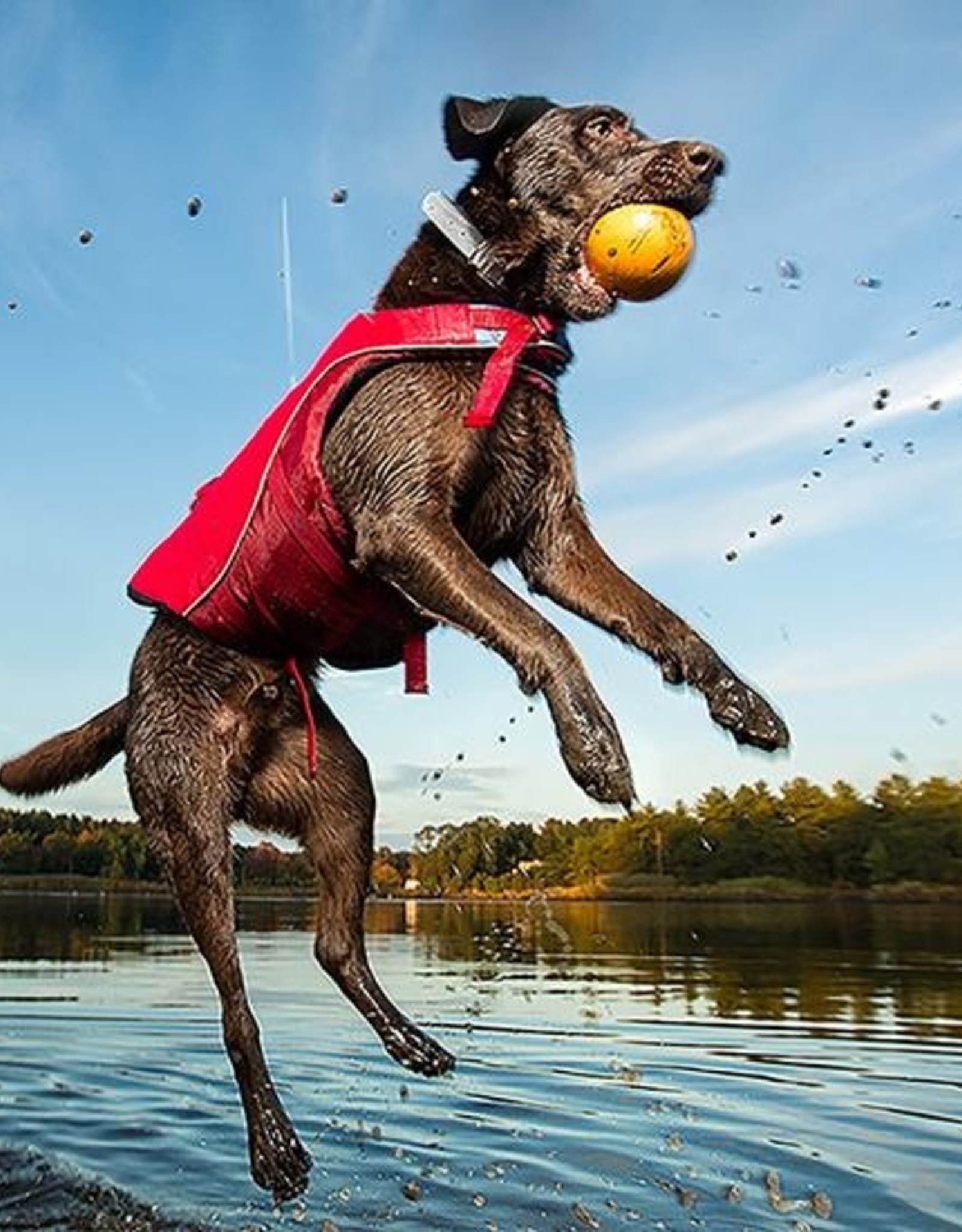 Kurgo Surf N Turf Life Jacket