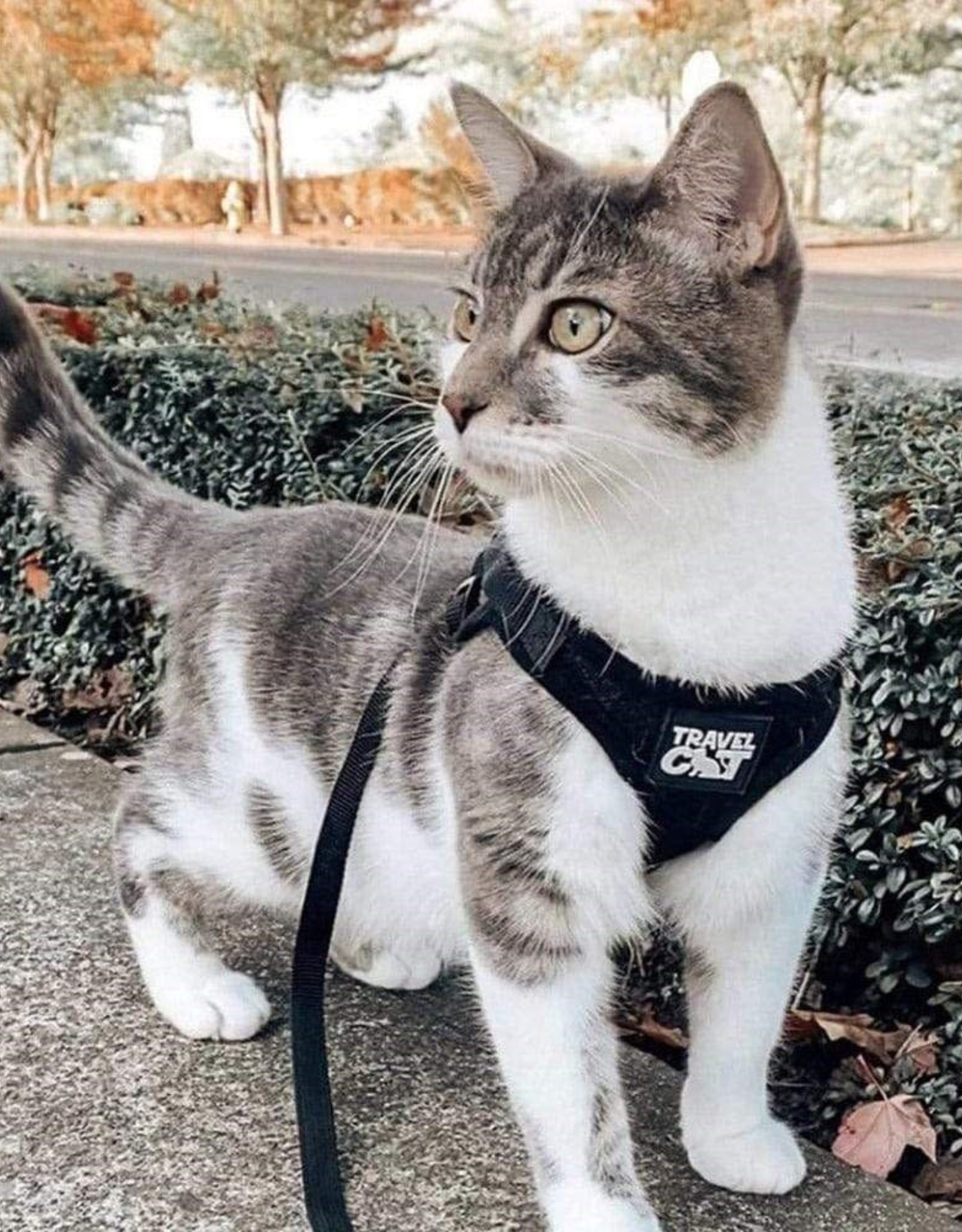 Travel Cat The True Adventure Reflective Cat Harness