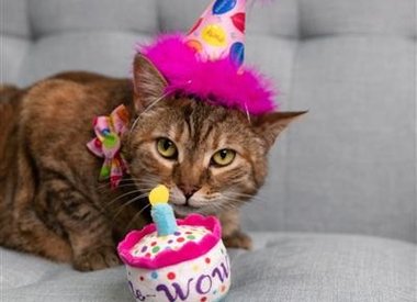 Cat Birthday