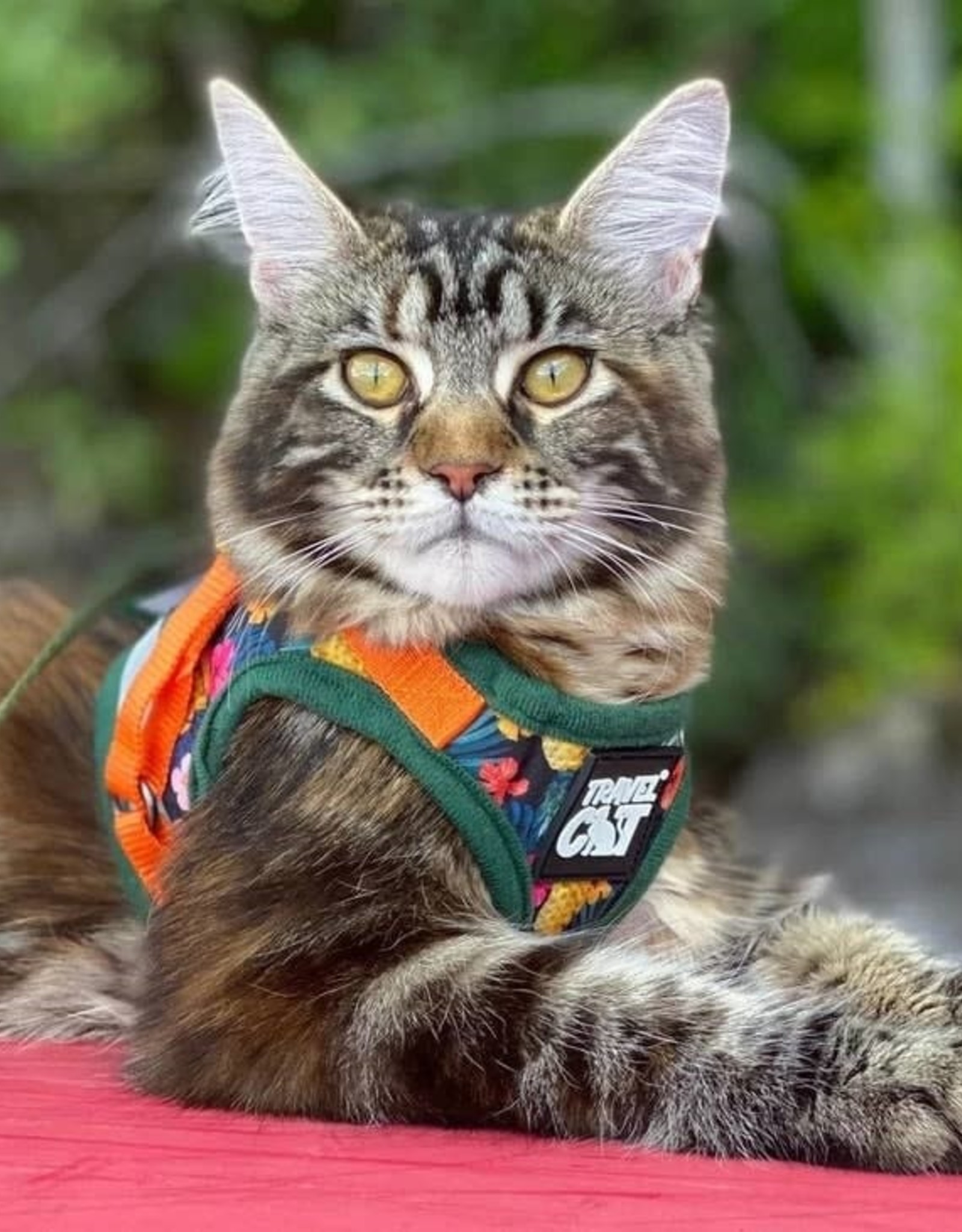 Travel Cat The Hawaiian Shirt Cat Reflective Cat Harness