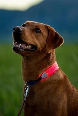 NiteIze NiteDog LED Collar Cover