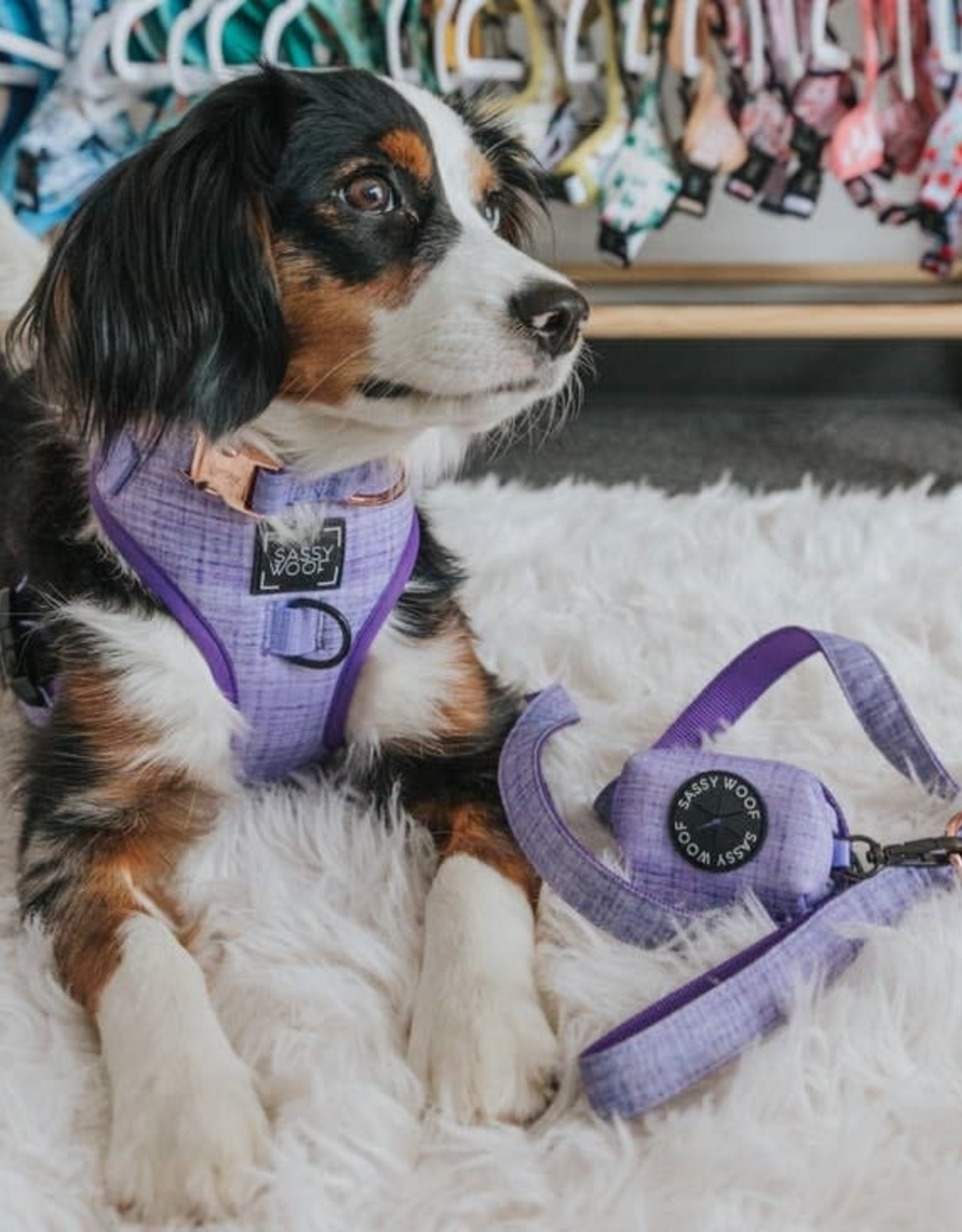Sassy Woof Aurora Adjustable Dog Harness
