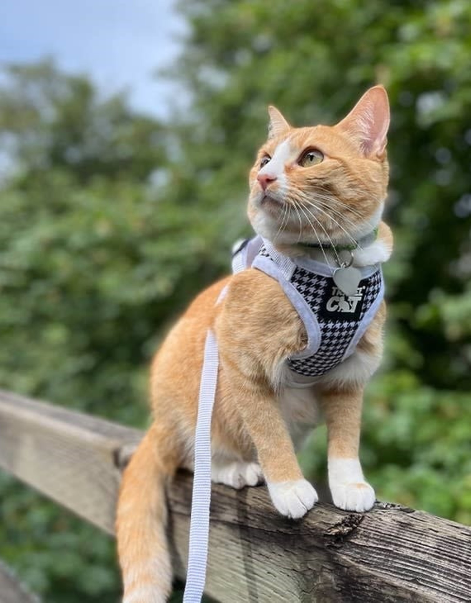Travel Cat The Houndstooth Cat Reflective Cat Harness