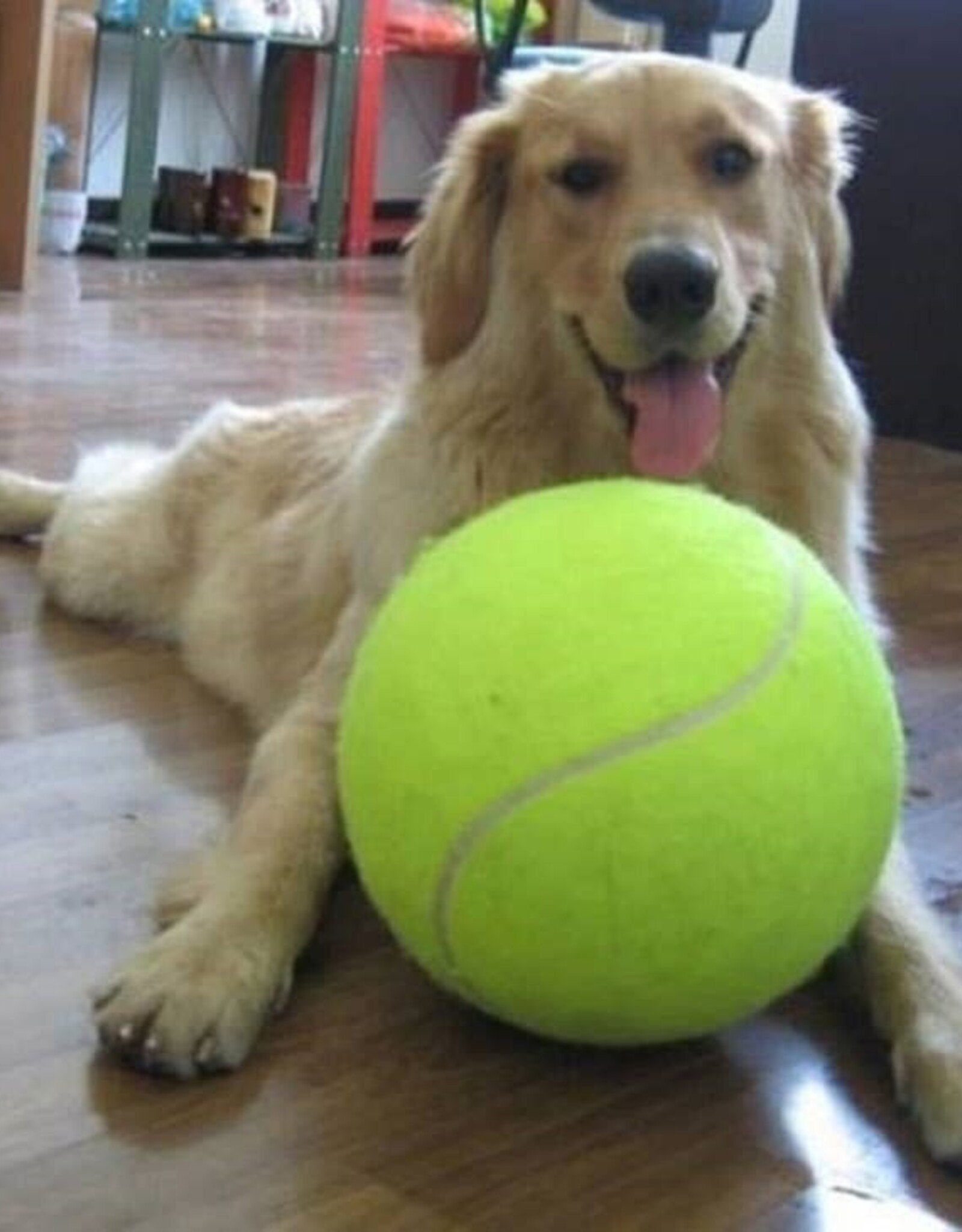 Too Big to Chew Giant Tennis Ball