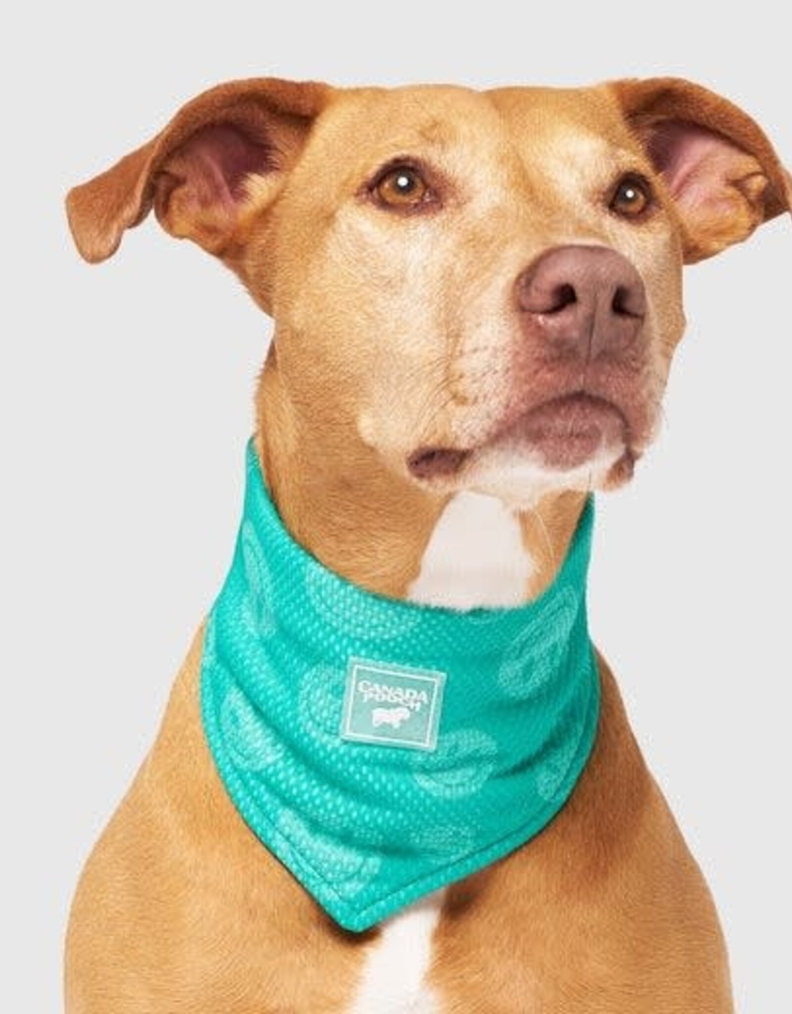 Canada Pooch Canada Pooch Cooling Bandana Wet Reveal