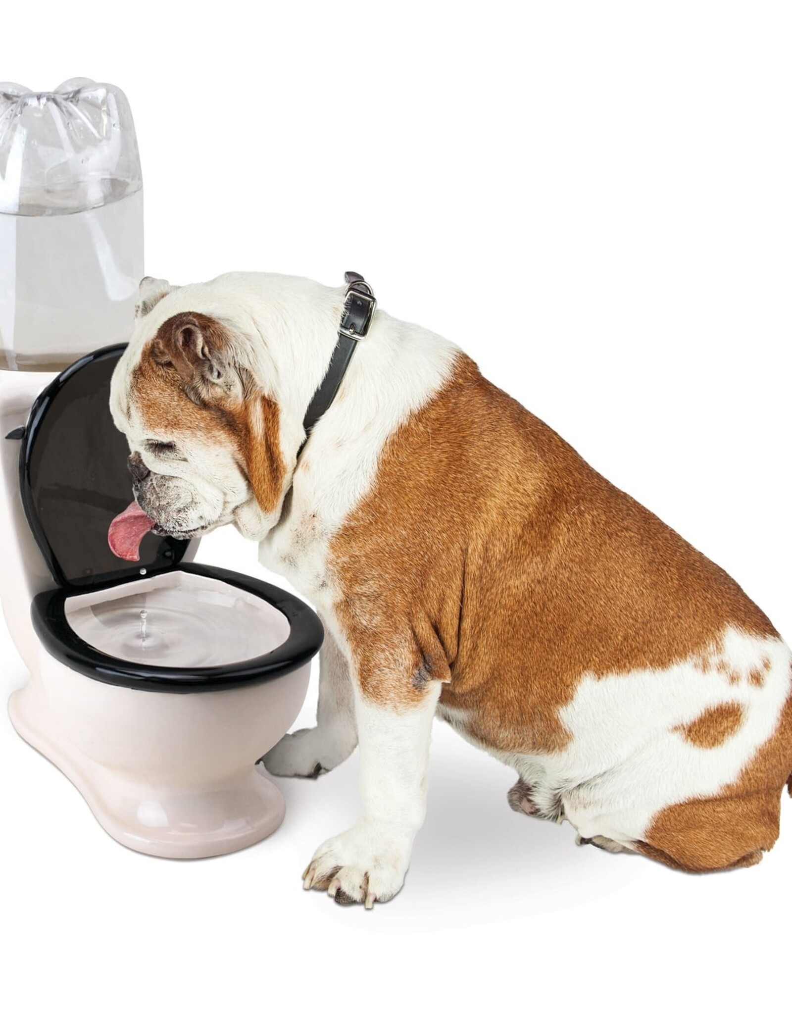 The Toilet Water Dish