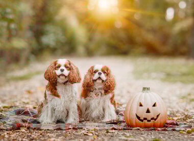 HOWL O' WEEN