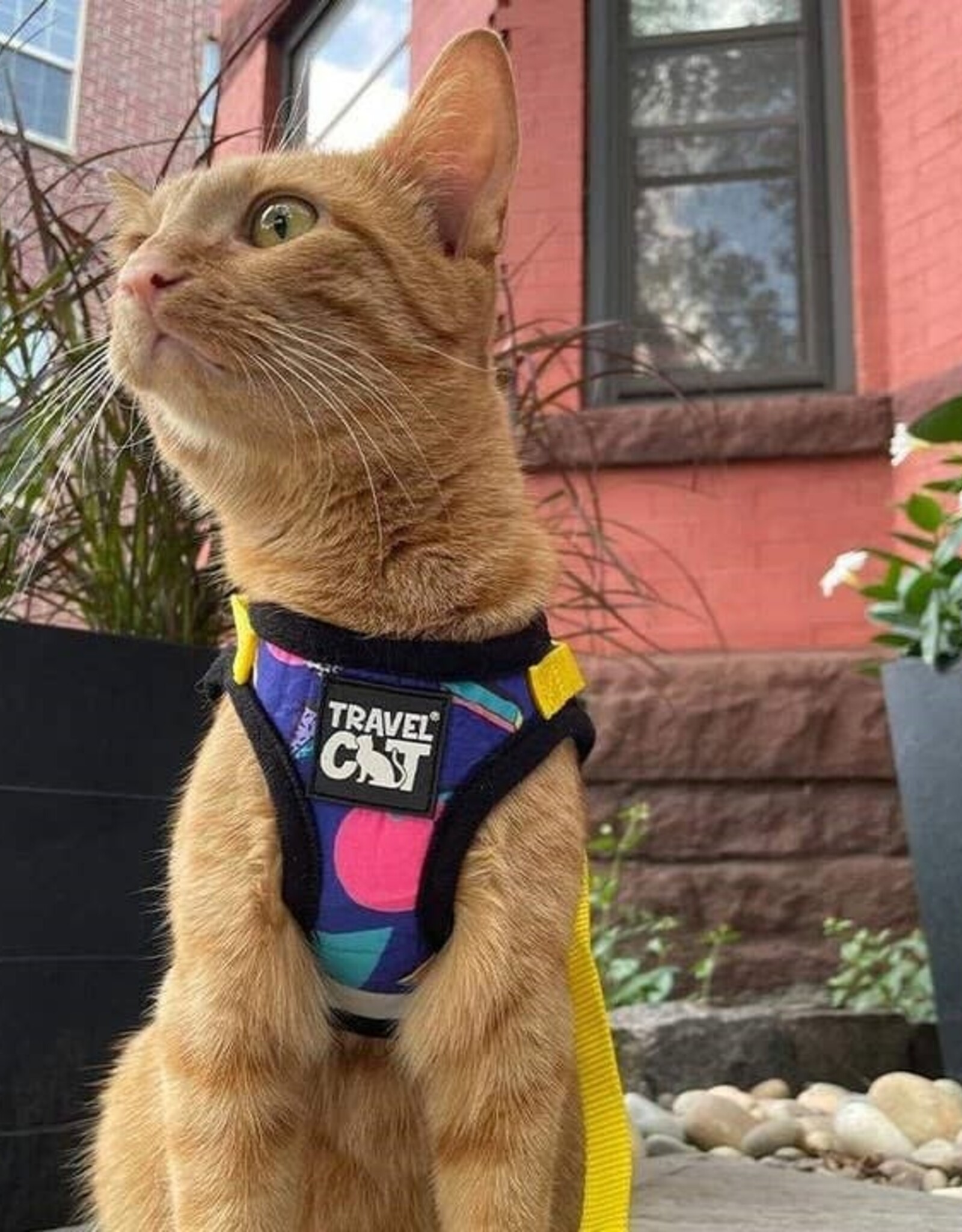 Travel Cat "the 90s Cat" Limited-Edition Harness & Leash Set