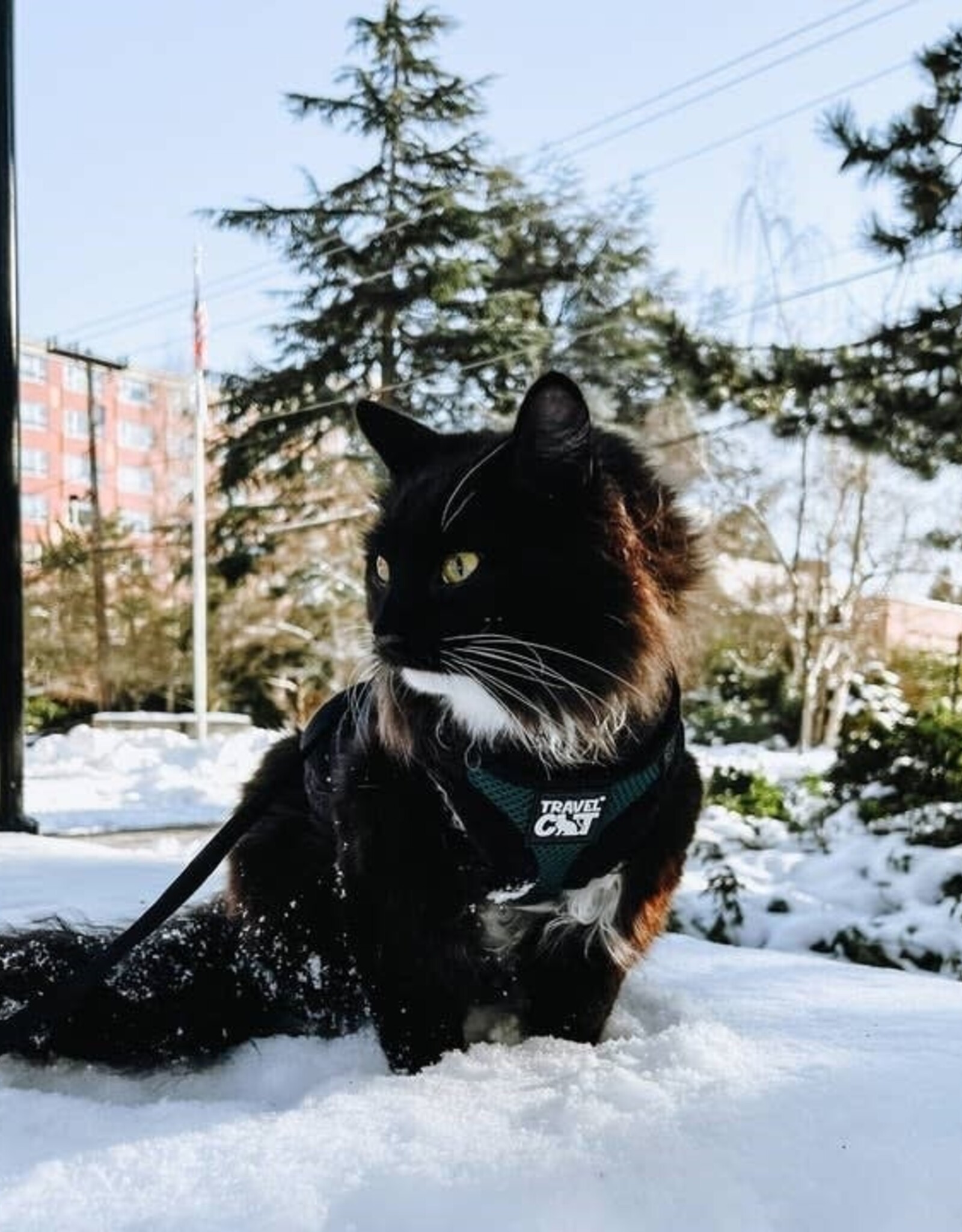 Travel Cat "the Emerald Explorer" Green Cat Harness & Leash Set