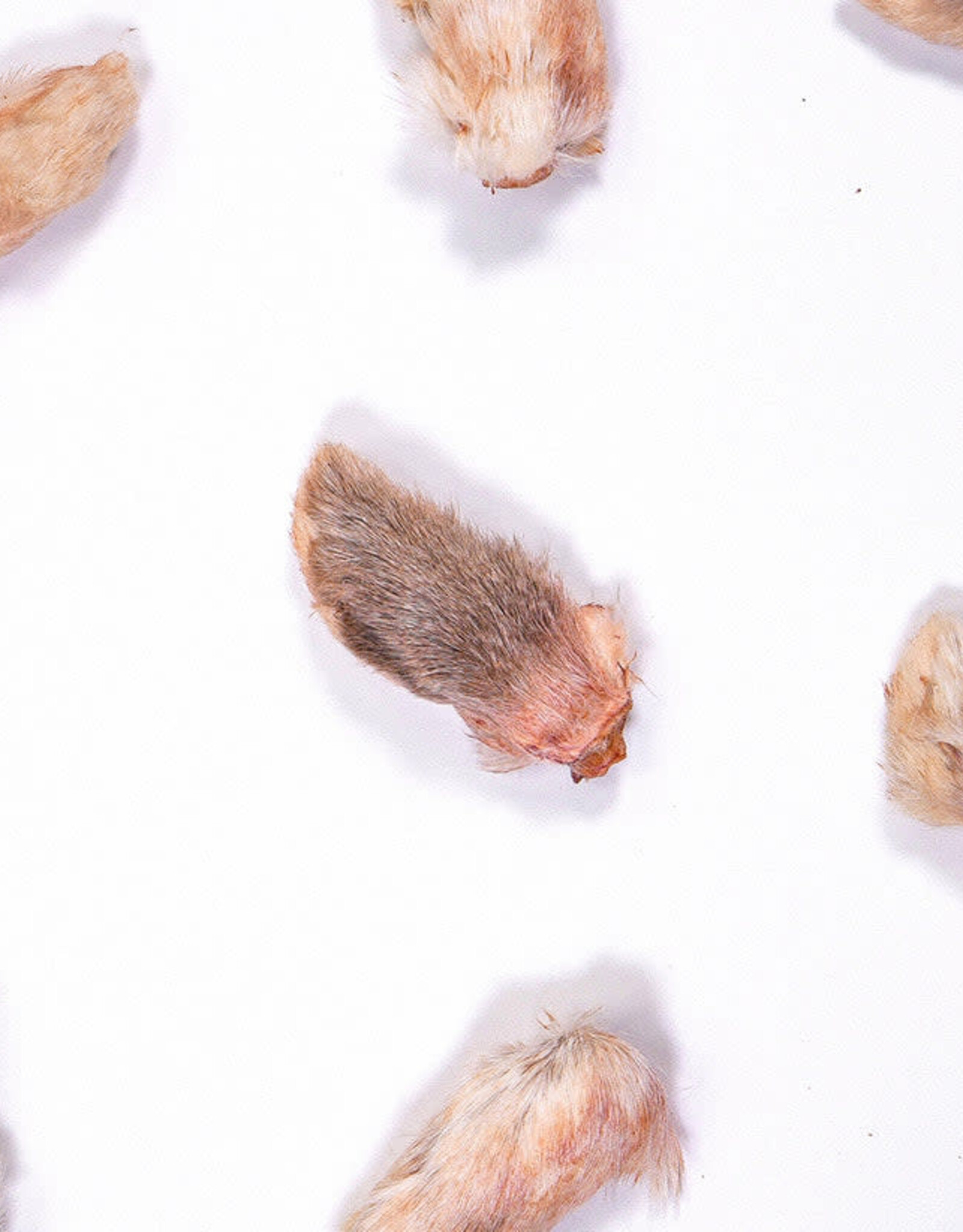 Rabbit Tap Dehydrated Rabbit Paws (Small)