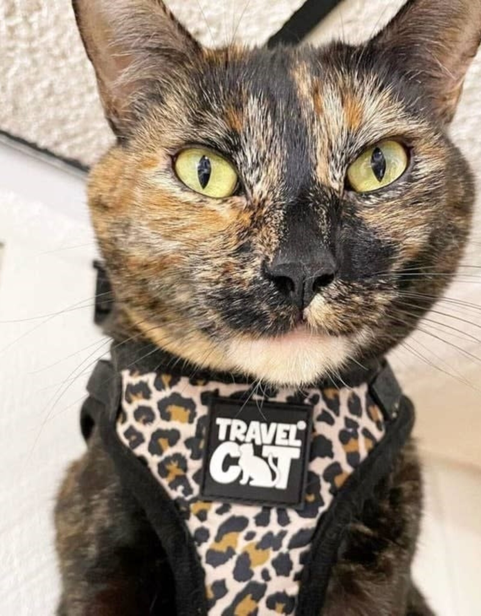 Travel Cat The Cheeky Cheetah Reflective Cat Harness