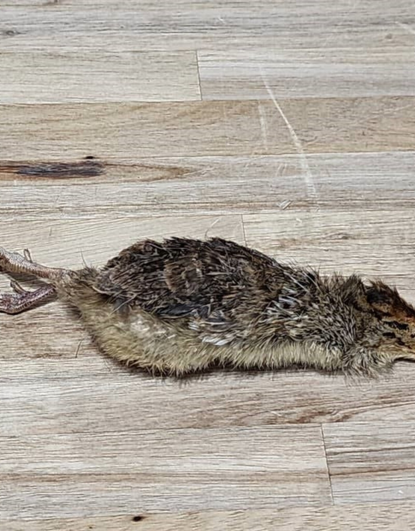 Freeze-Dried Small Quail