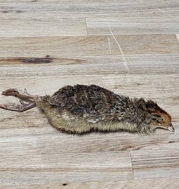 Freeze-Dried Small Quail