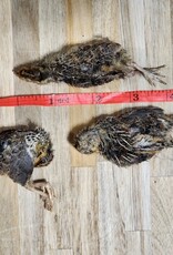 Freeze-Dried Small Quail