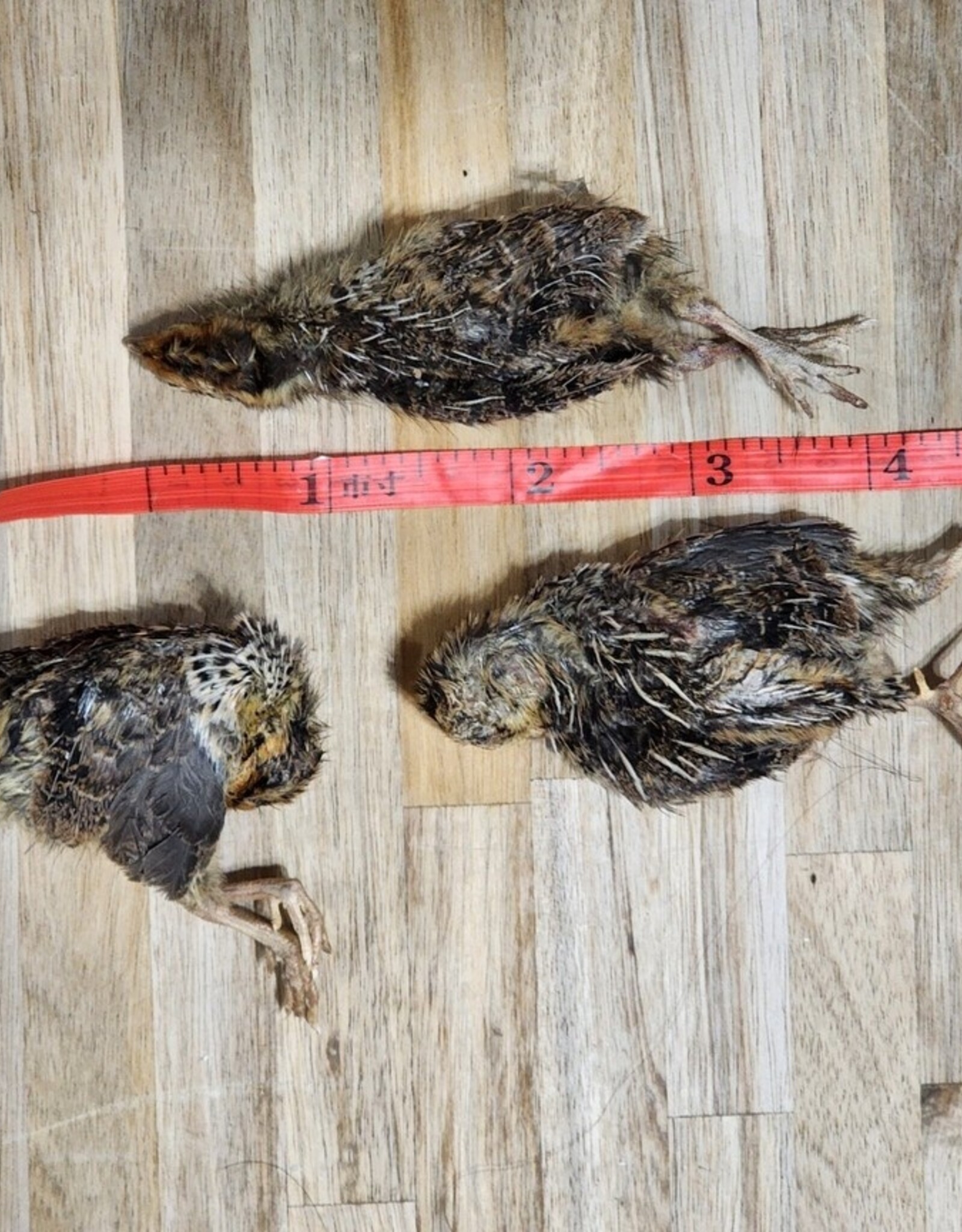 Freeze-Dried Small Quail