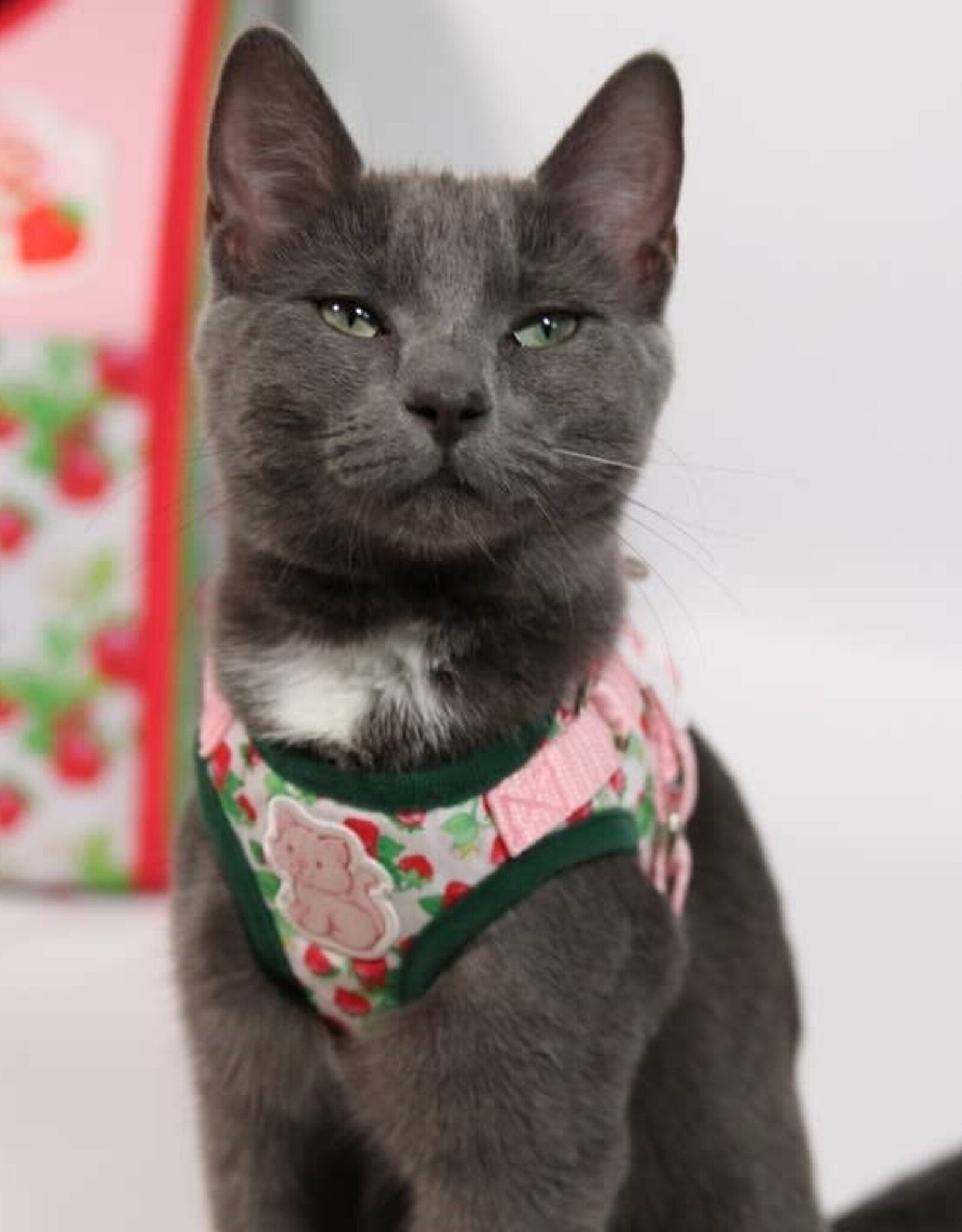 Travel Cat Travel Cat Strawberry Shortcake Harness